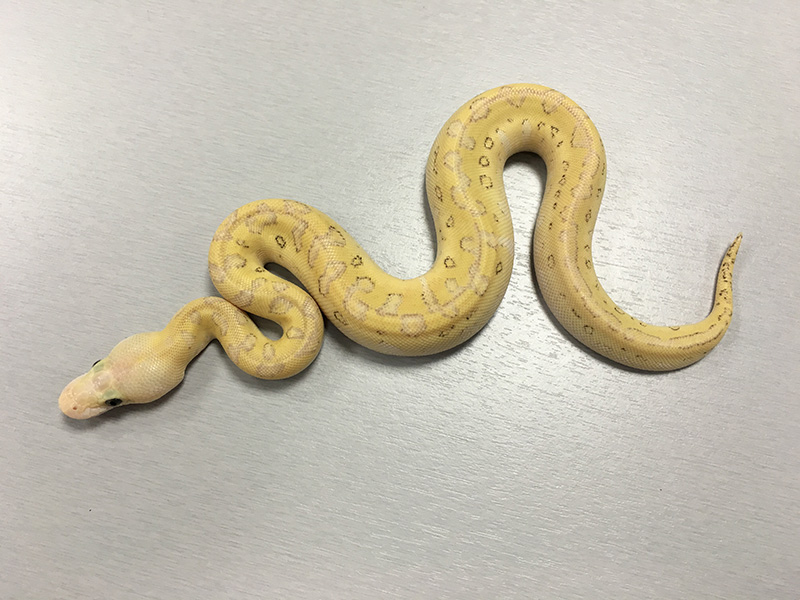 Clown Lesser Pastel Pinstripe