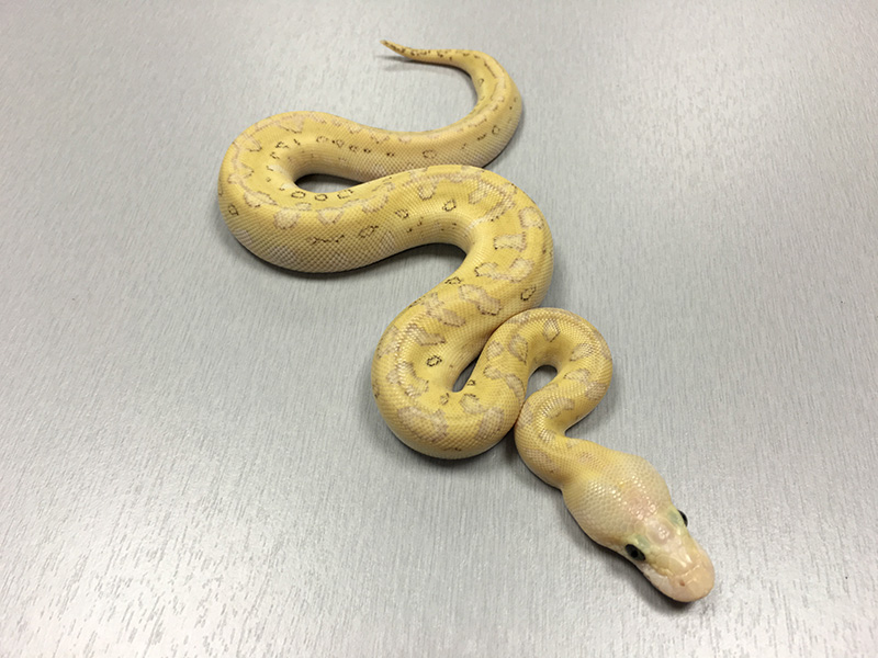 Clown Lesser Pastel Pinstripe