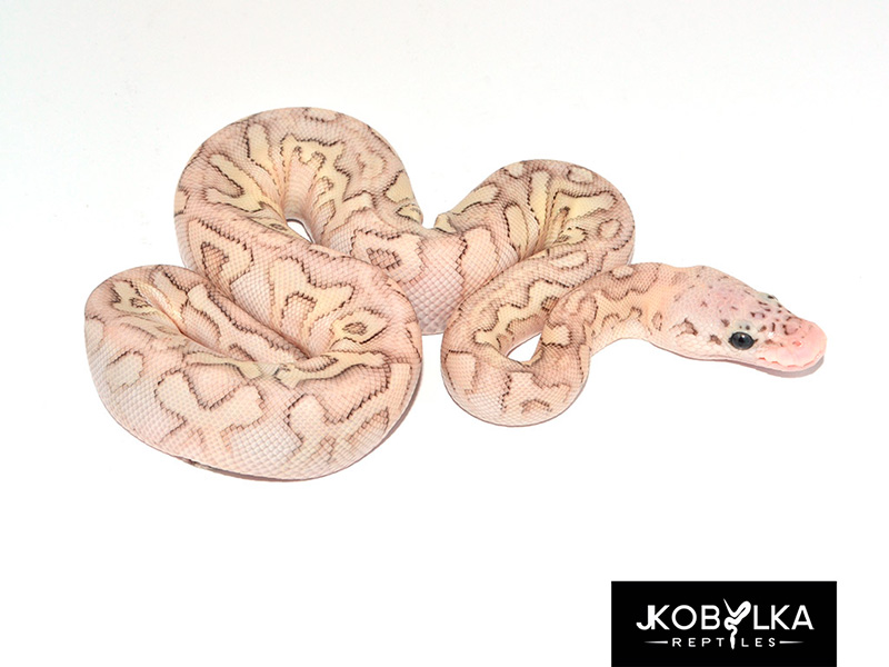 Clown Lesser Pastel Spotnose