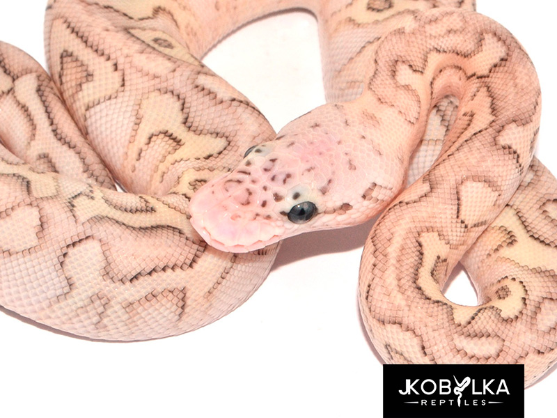 Clown Lesser Pastel Spotnose