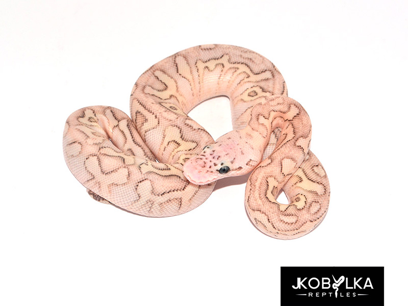 Clown Lesser Pastel Spotnose