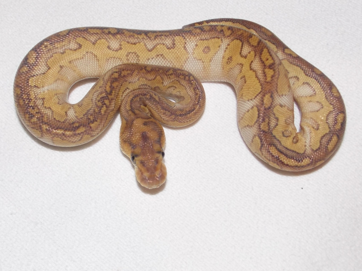 Clown Lesser Pastel Yellow Ghost