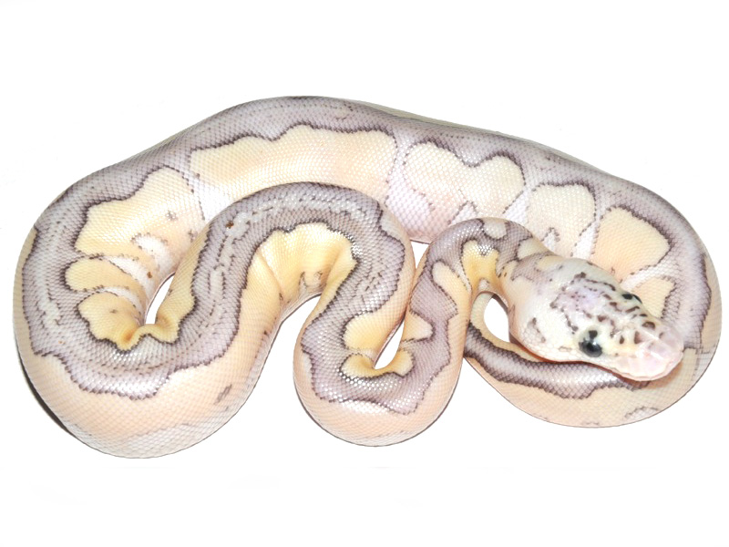 Clown Lesser Pastel