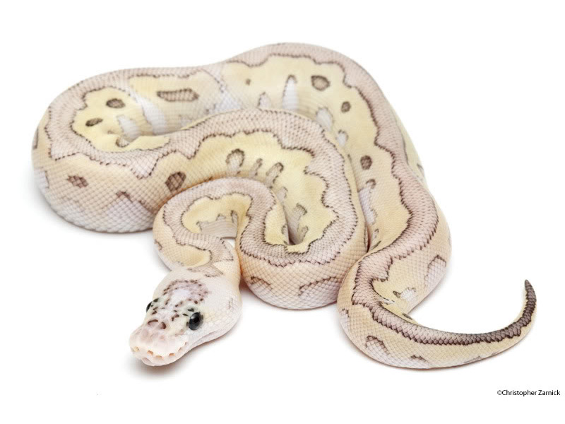 Clown Lesser Pastel