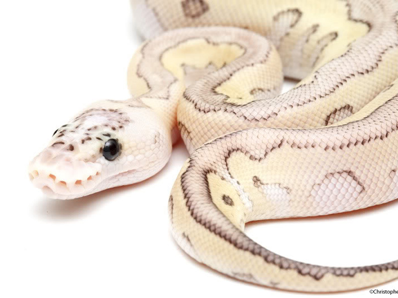 Clown Lesser Pastel