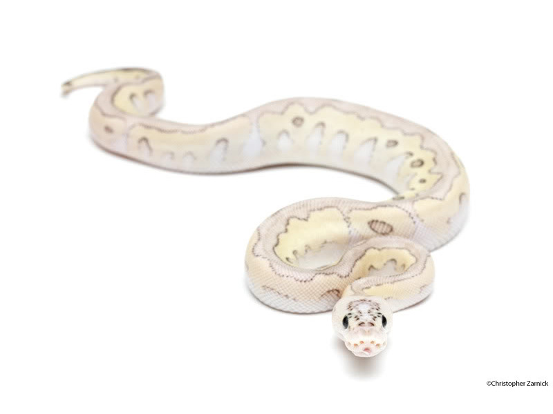 Clown Lesser Pastel