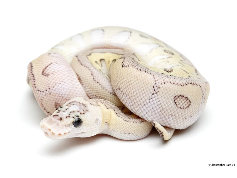 Clown Lesser Pastel