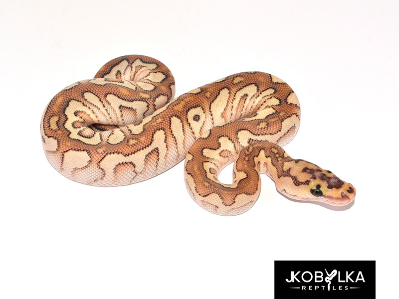 Ball Pythons For Sale. 