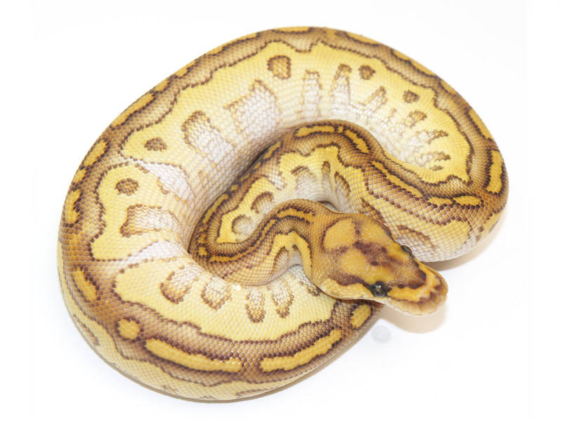 Clown Lesser Yellow Belly