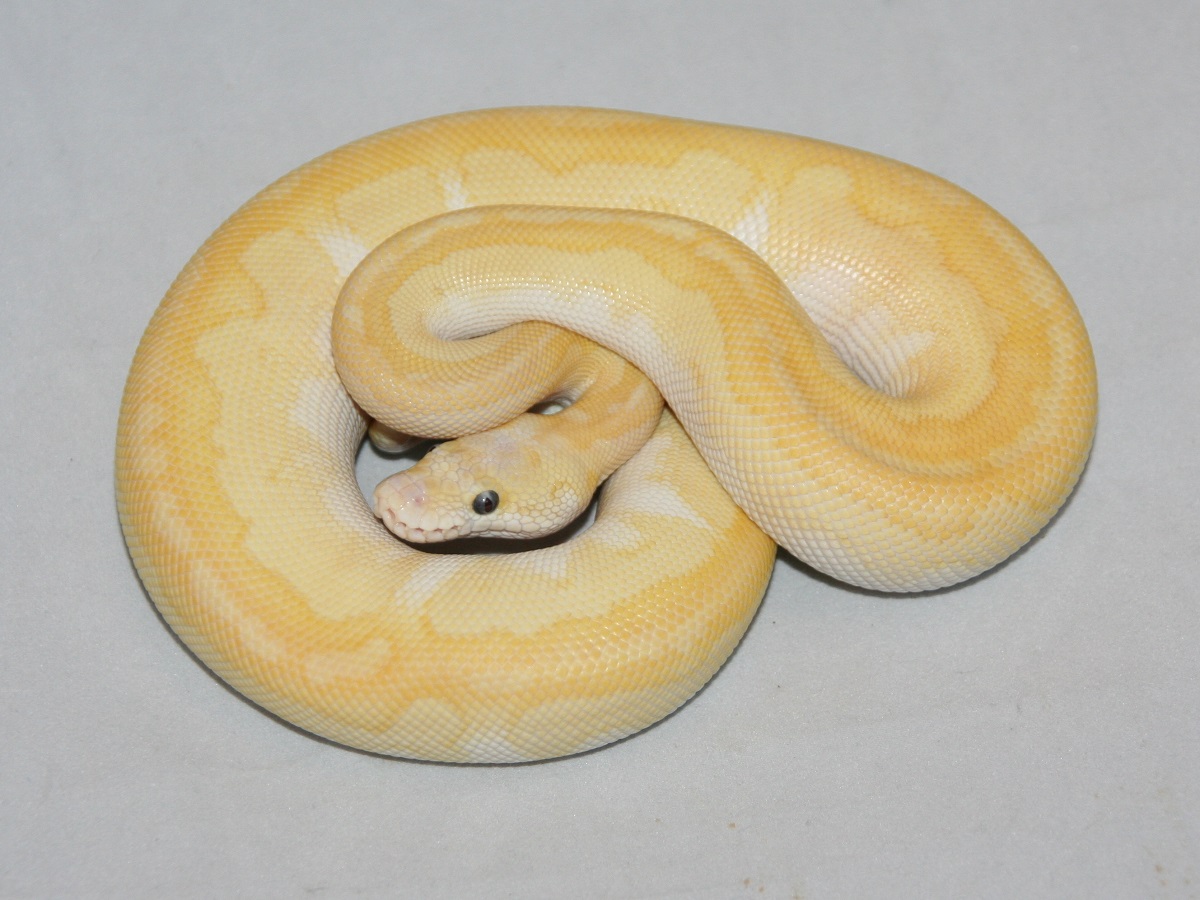 Clown Mojave Pastel Special
