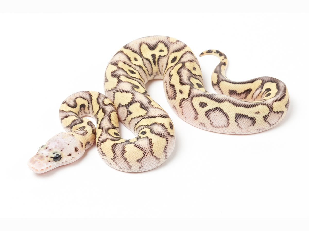 Clown Mojave Pastel Spotnose