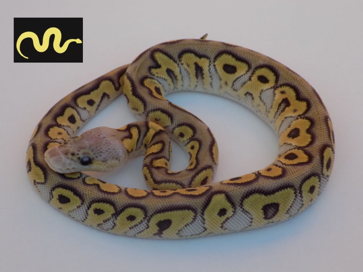 Clown Mojave Pastel Spotnose