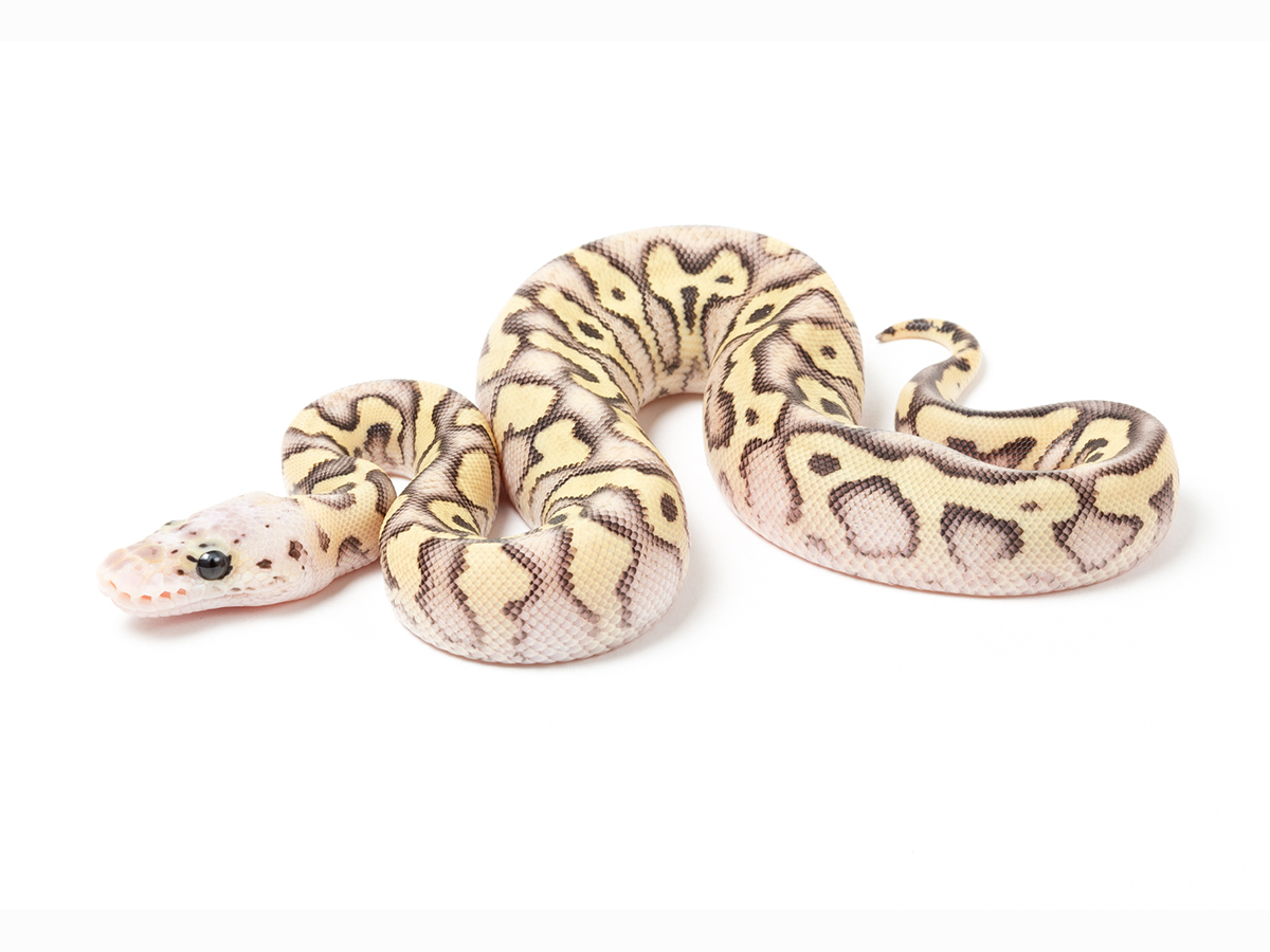 Clown Mojave Pastel Spotnose