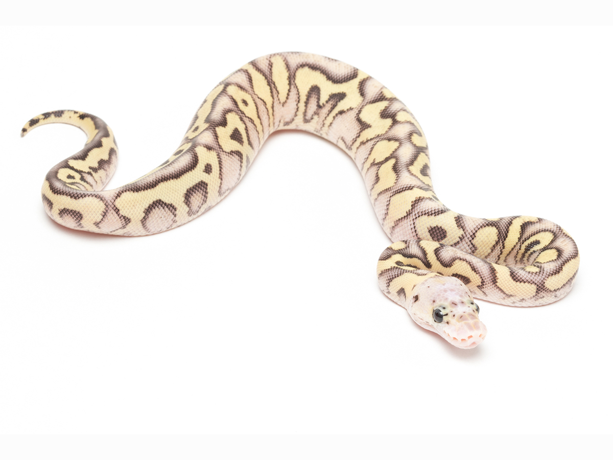 Clown Mojave Pastel Spotnose