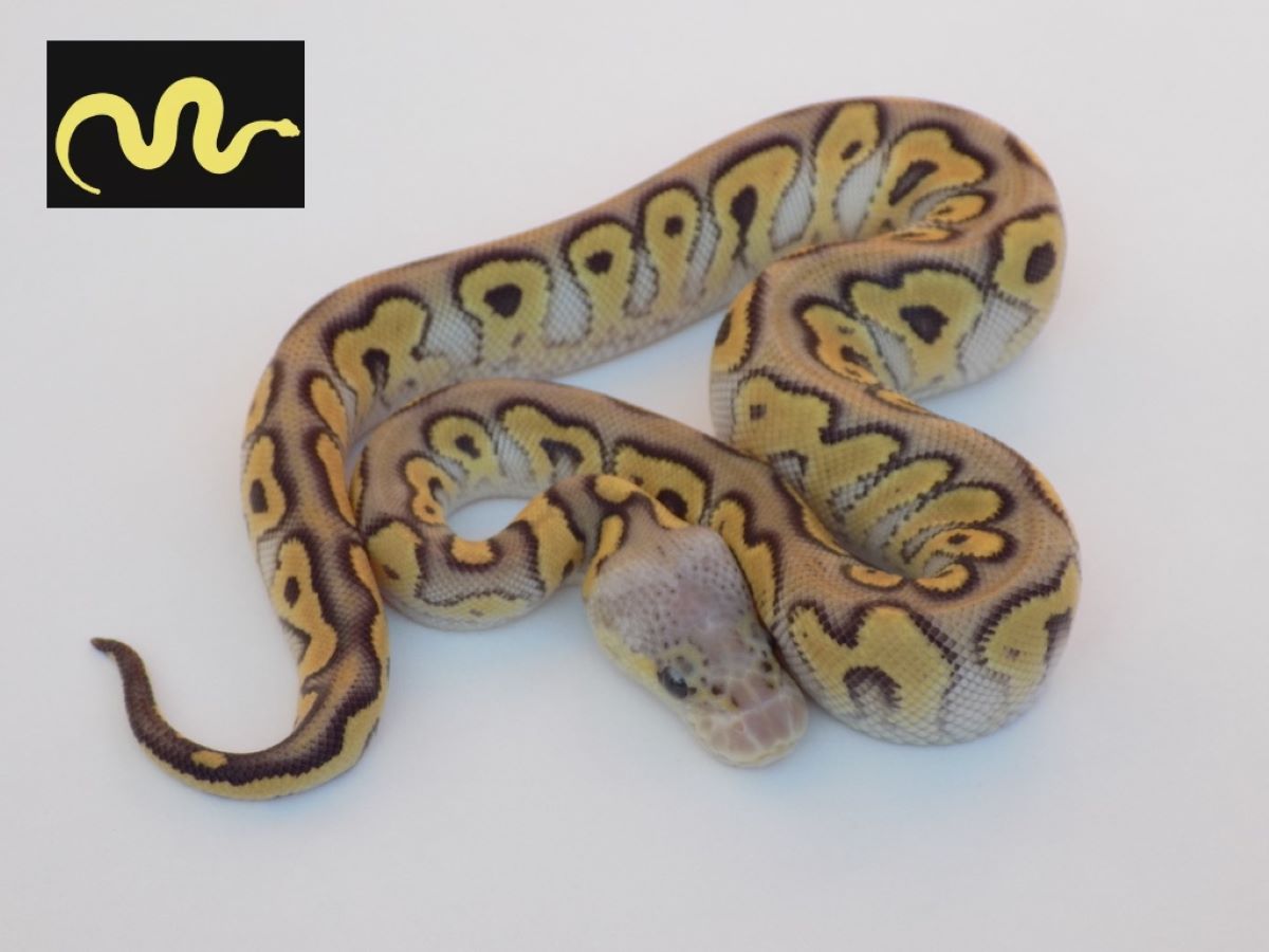 Clown Mojave Pastel Spotnose