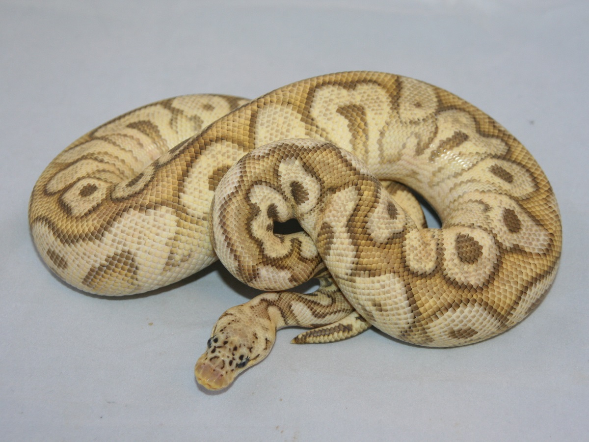 Clown Mojave Pastel Spotnose