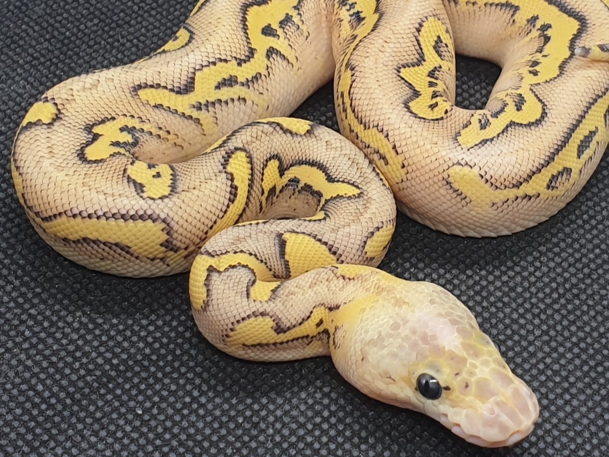 Clown Mojave Pastel Yellow Belly