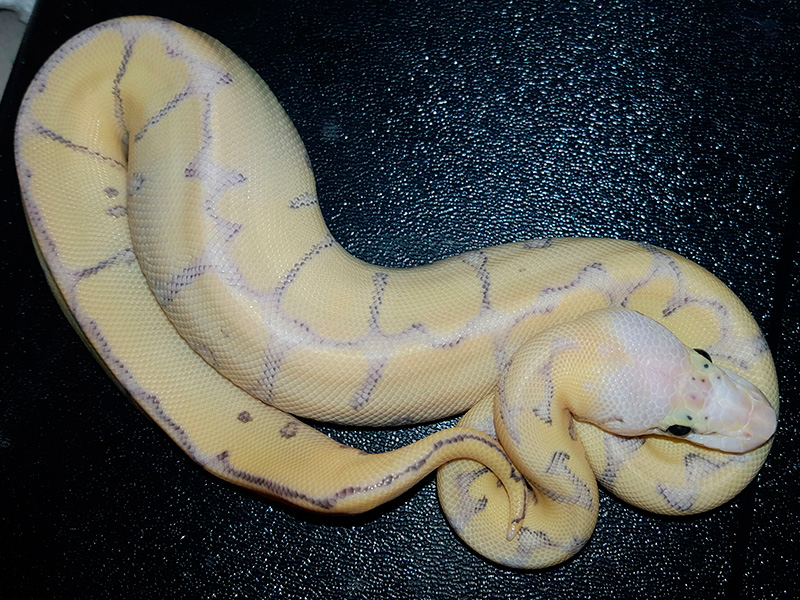 Clown Mojave Spider Super Pastel