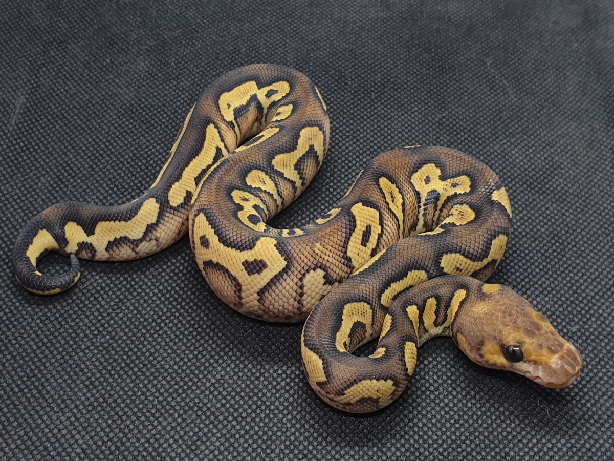 Clown Mojave Yellow Belly