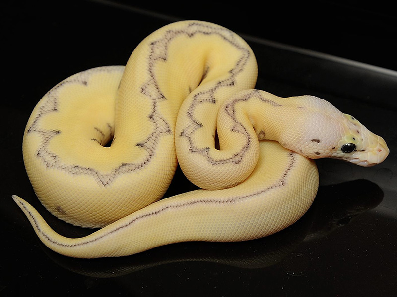 1 out of 2. © Ball Python.lu. 