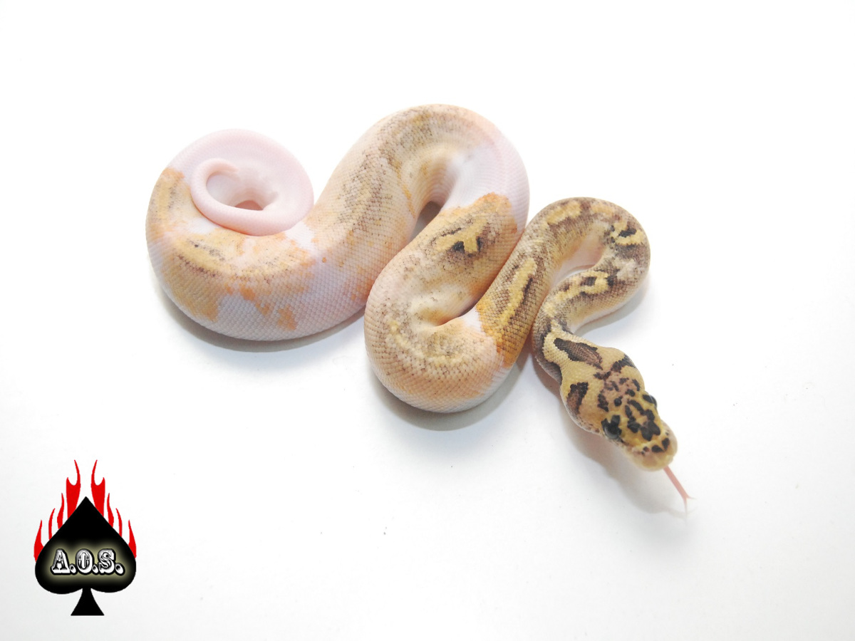 Clown Pastel Pied