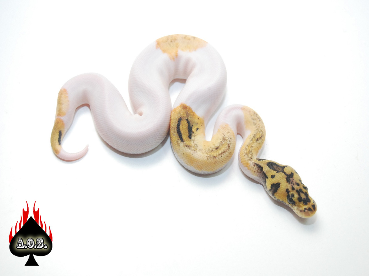 Clown Pastel Pied