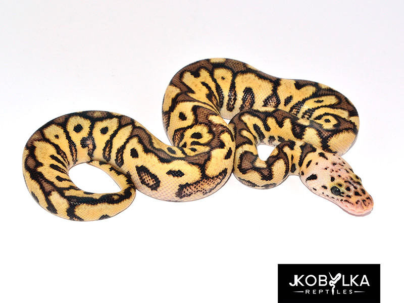 Clown Pastel Spotnose