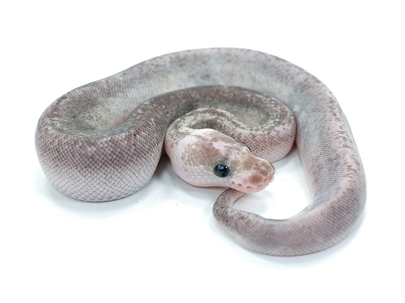 Clown Pastel Super Cinnamon