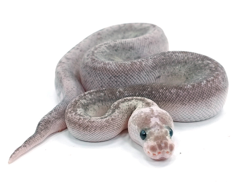 Clown Pastel Super Cinnamon