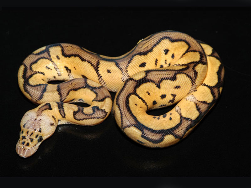 Clown Pastel Morph List World Of Ball Pythons.