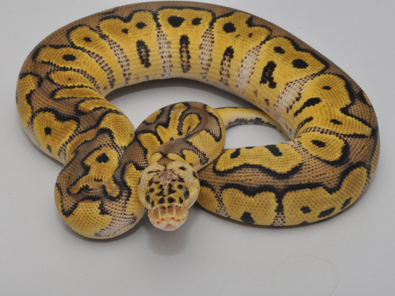 Spider Clown Ball Python. 