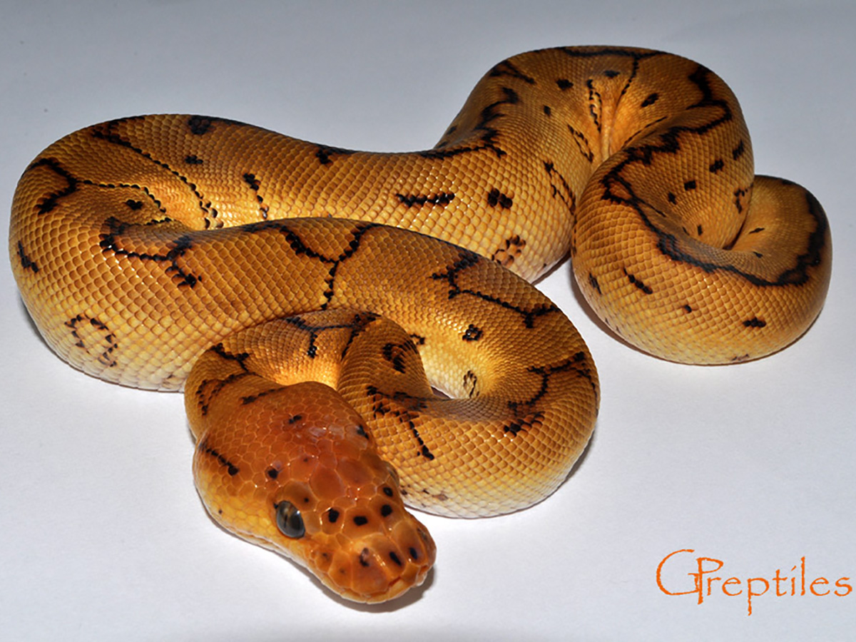 Clown Pinstripe Yellow Belly