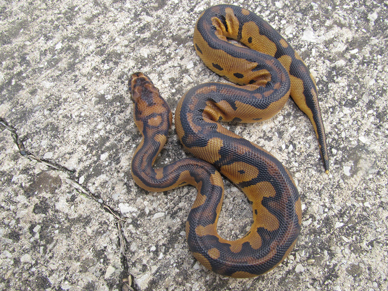 Morph List - World of Ball Pythons