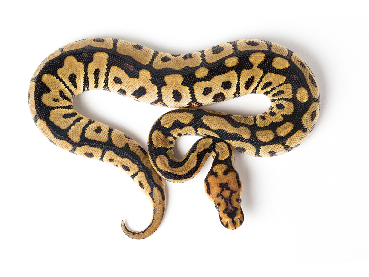 Clown Spotnose - Morph List - World of Ball Pythons