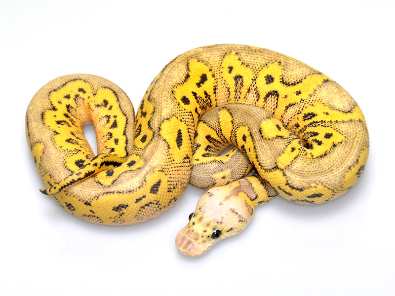 Clown Super Pastel Yellow Belly