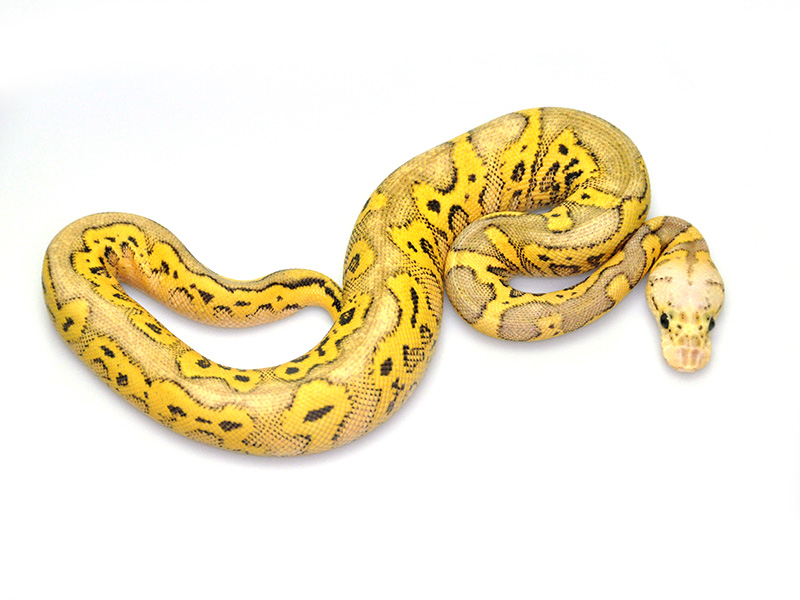 Clown Super Pastel Yellow Belly