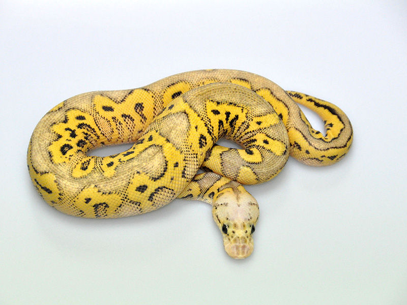 Clown Super Pastel Yellow Belly