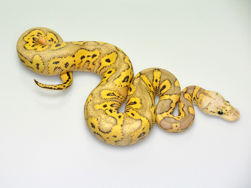Clown Super Pastel Yellow Belly.