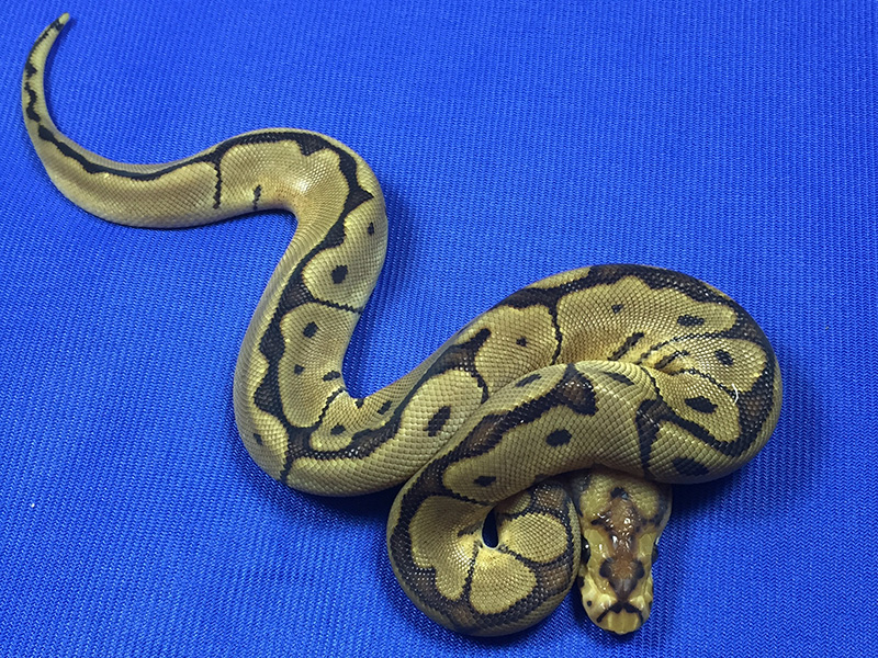 Clown Woma