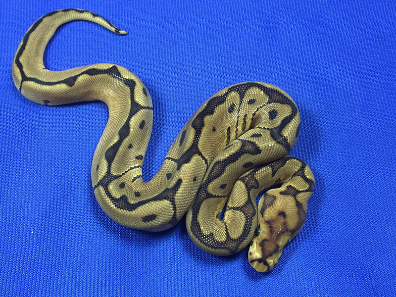 Enchi Leopard Desert Ghost Het Clown Ball Python by Bradford Cole