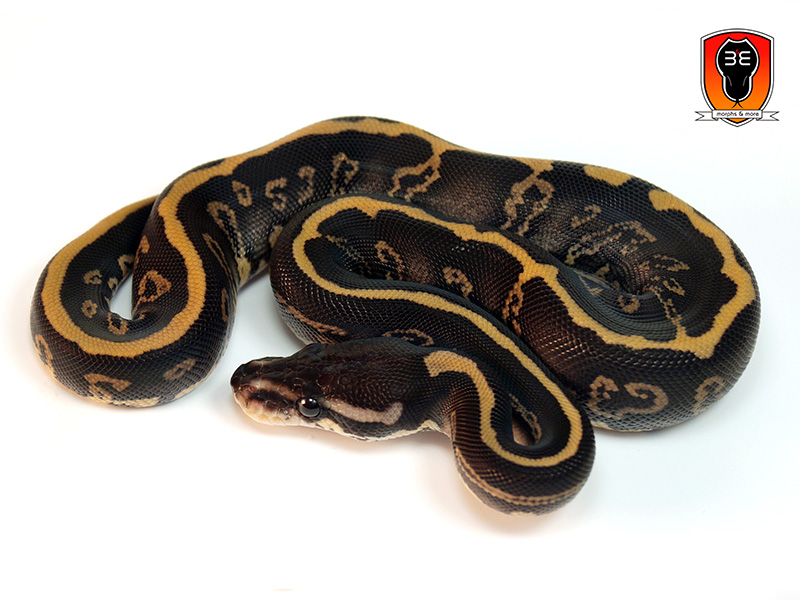 Morph List - World of Ball Pythons