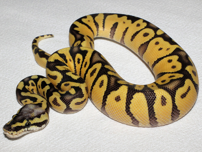 Congo Enchi Super Pastel