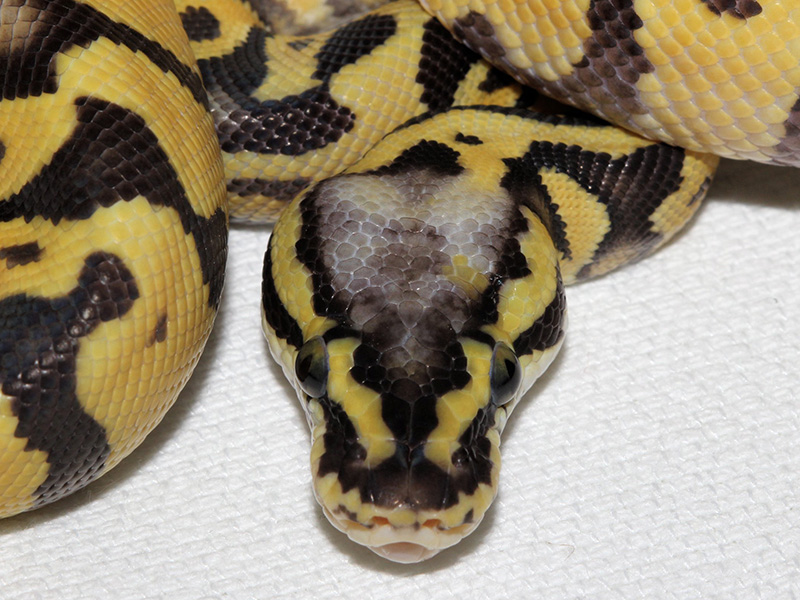 Congo Enchi Super Pastel