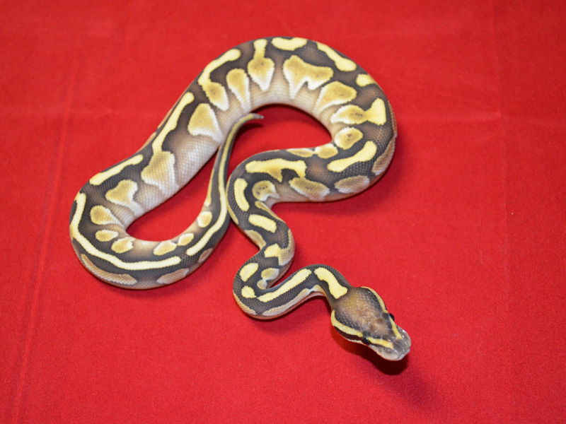 Congo Lesser