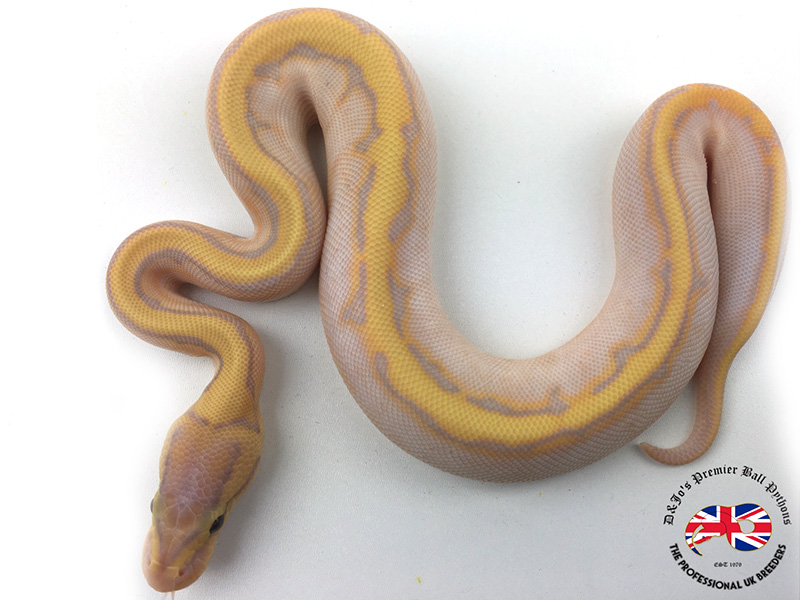 Coral Glow Calico Pastel Pinstripe