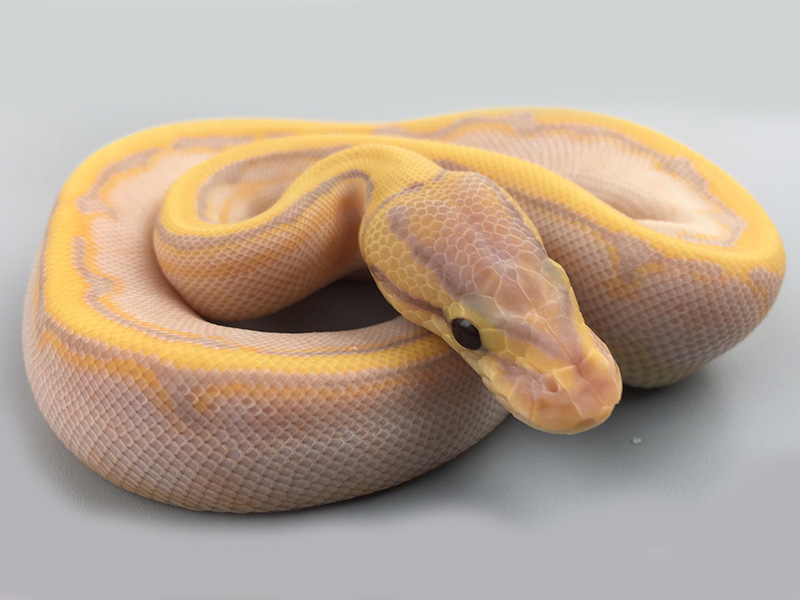 Coral Glow Calico Pastel Pinstripe