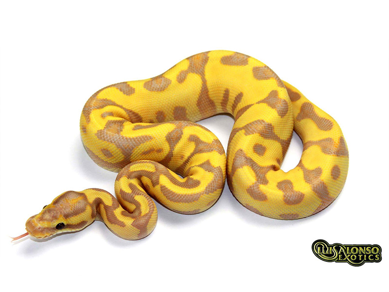 Coral Glow Enchi Fire Leopard