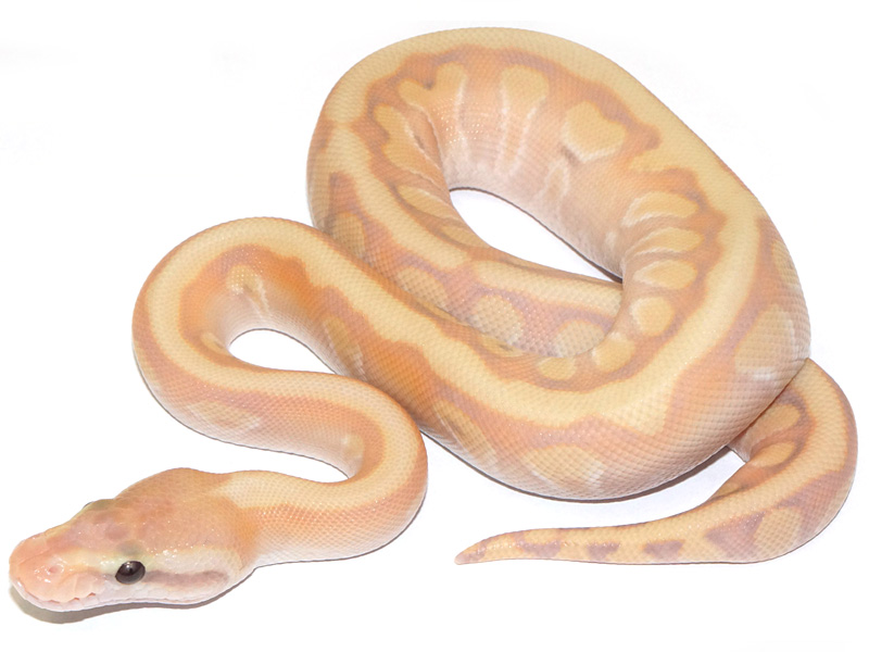 Coral Glow Enchi Granite Hidden Gene Woma Mojave Pastel