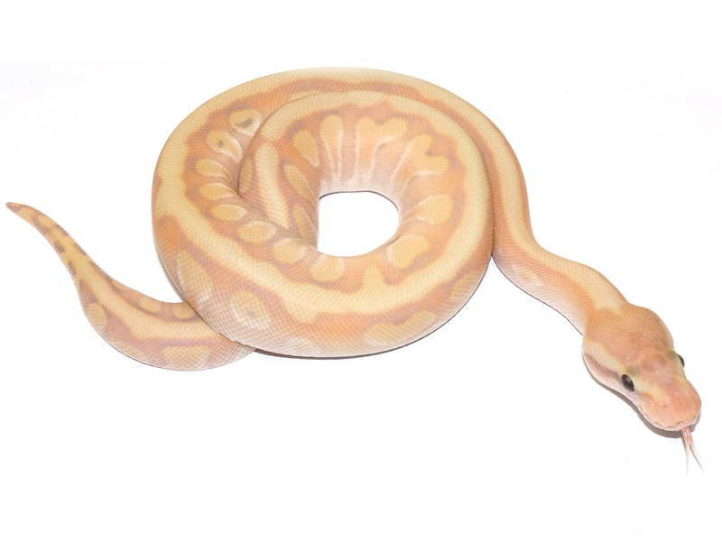 Coral Glow Enchi Granite Hidden Gene Woma Mojave Pastel