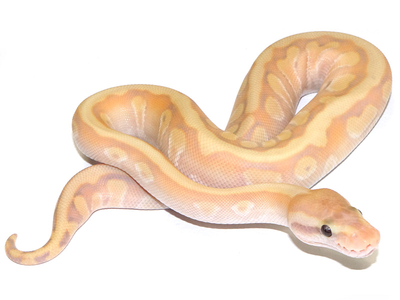 Coral Glow Enchi Granite Hidden Gene Woma Mojave Pastel